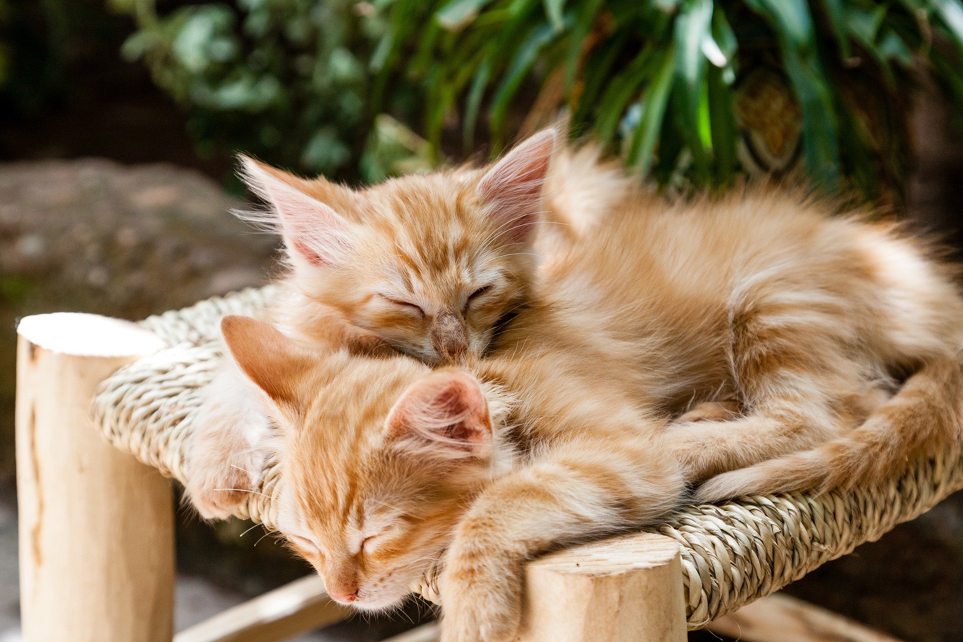 katzen